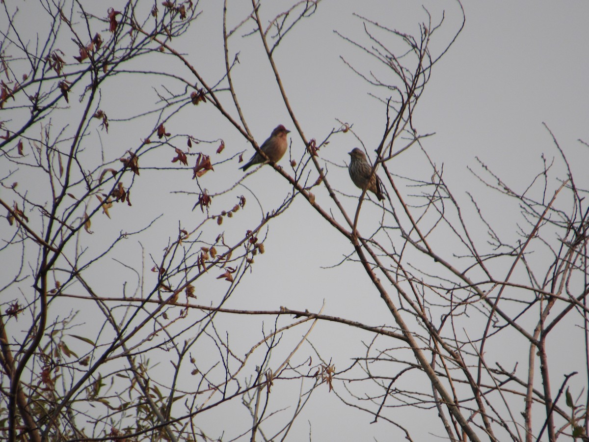 Cassin's Finch - ML270854171