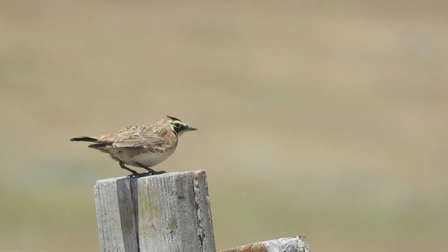 Horned Lark - ML270855131