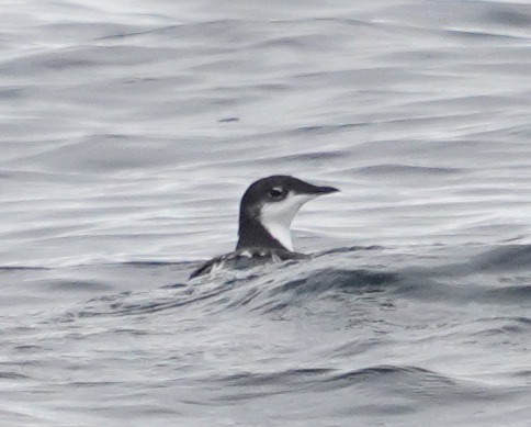 Scripps's Murrelet - ML270855731