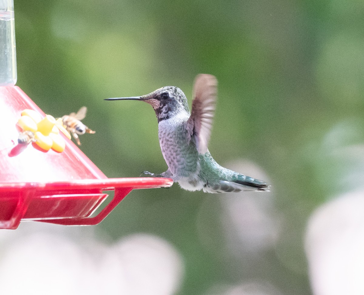 Costa's Hummingbird - ML270856691