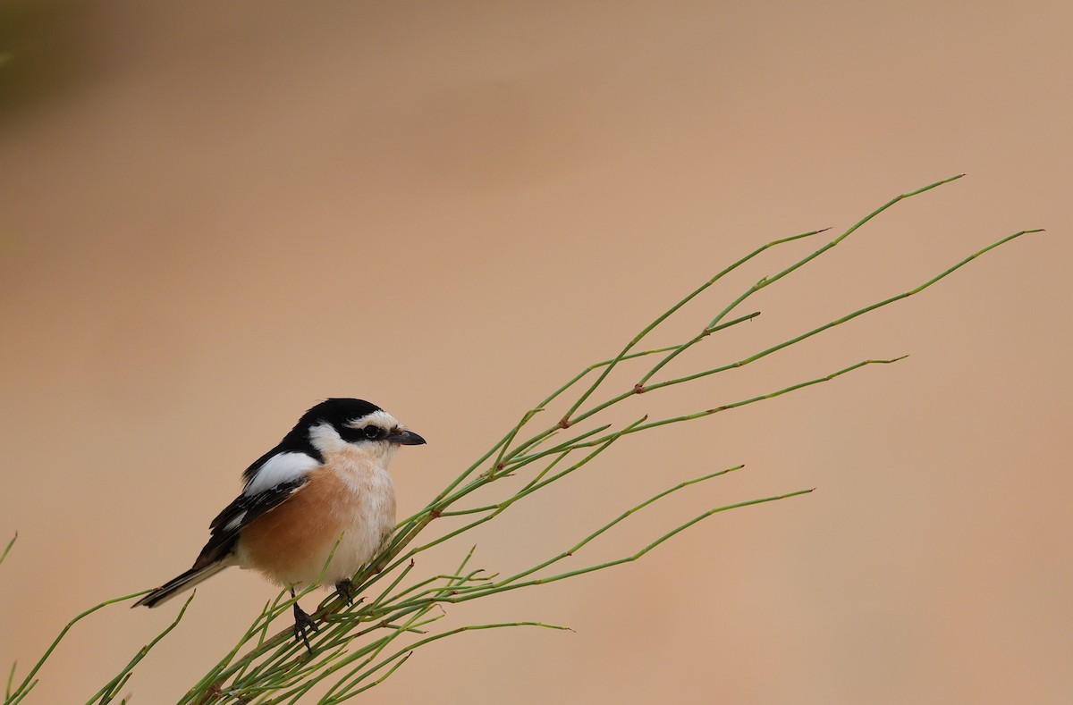 Masked Shrike - ML270857141