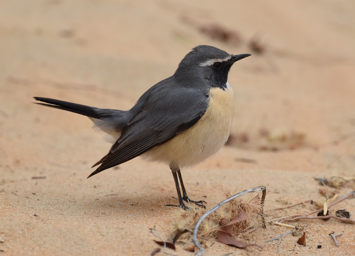 White-throated Robin - ML270857211