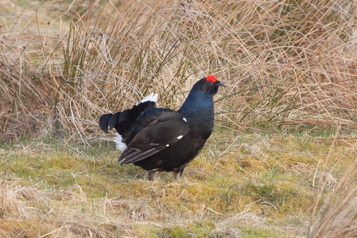 Black Grouse - Simon Colenutt