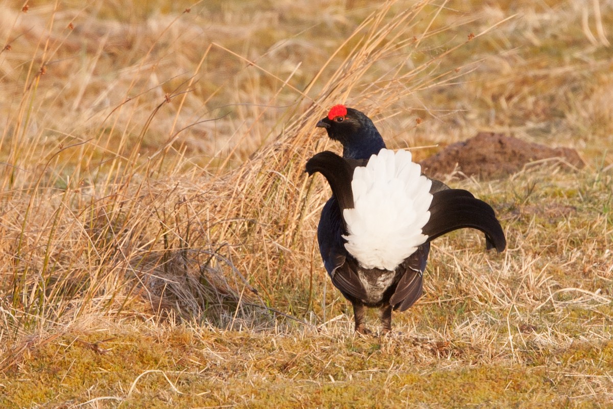 Black Grouse - Simon Colenutt