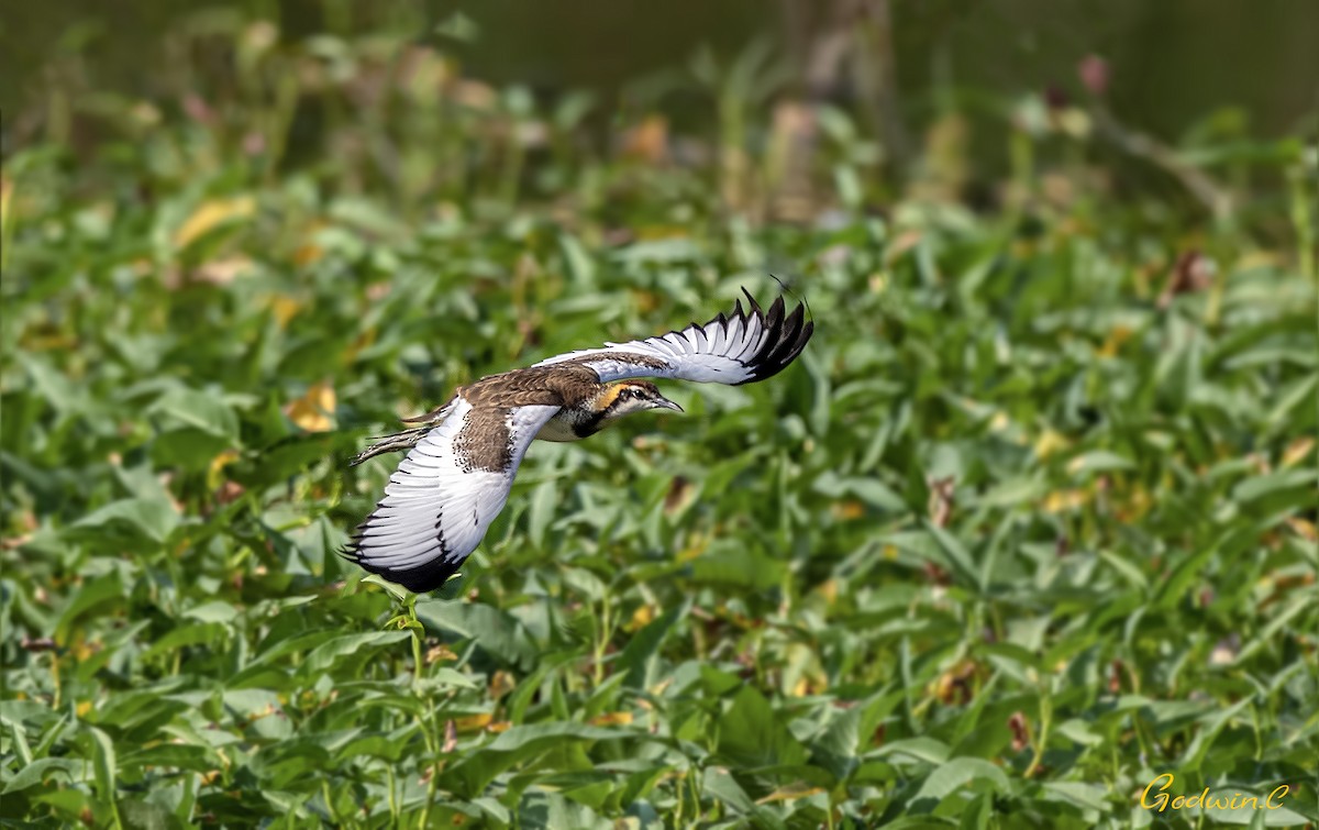 Pheasant-tailed Jacana - ML270860631