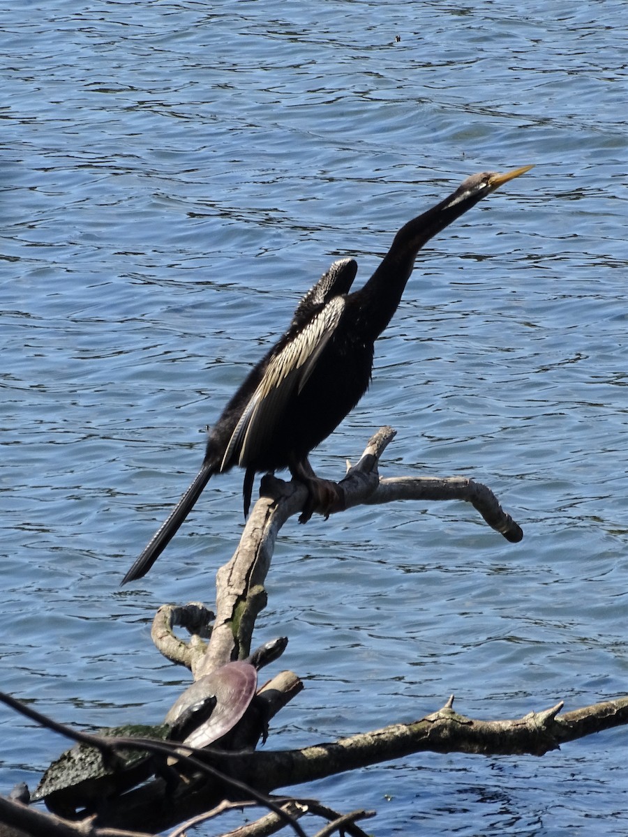 Austral-Schlangenhalsvogel - ML270862071