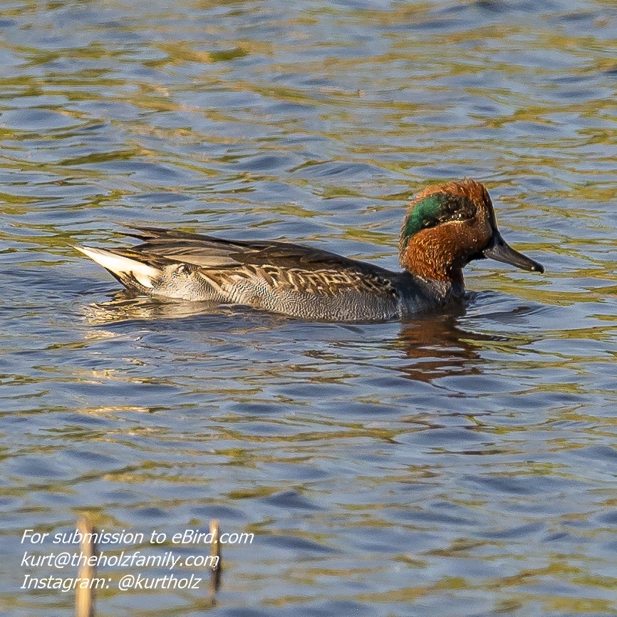 Green-winged Teal - ML270862391