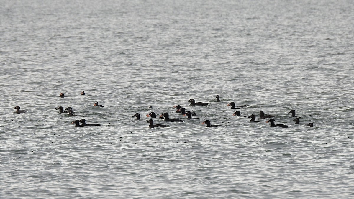 Surf Scoter - Chris Drysdale