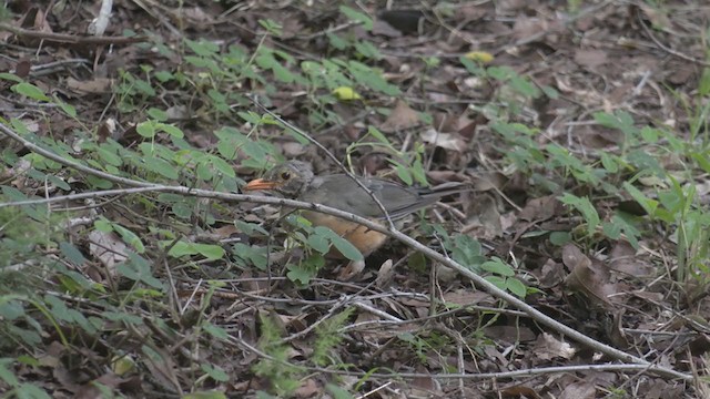 Kurrichane Thrush - ML270862451