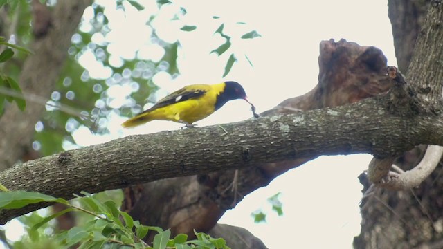 African Black-headed Oriole - ML270862551