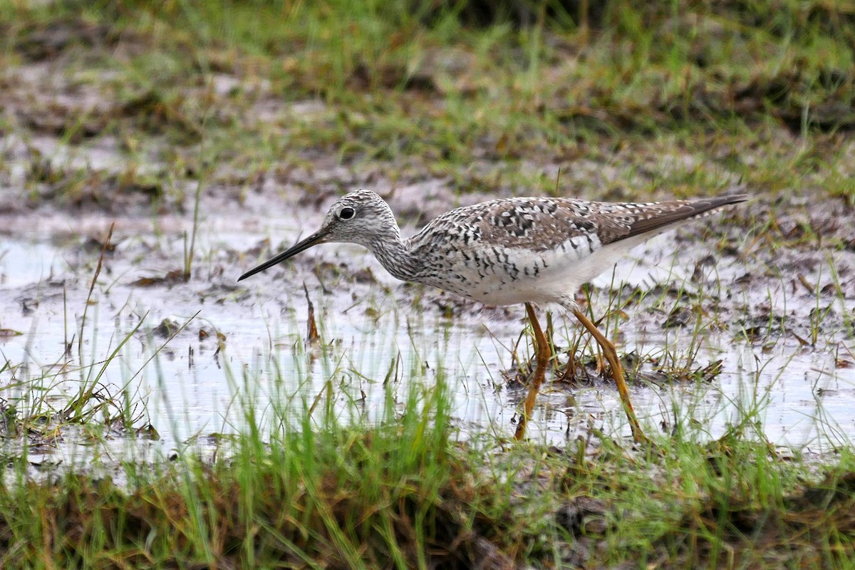 Greater Yellowlegs - Grace Oliver