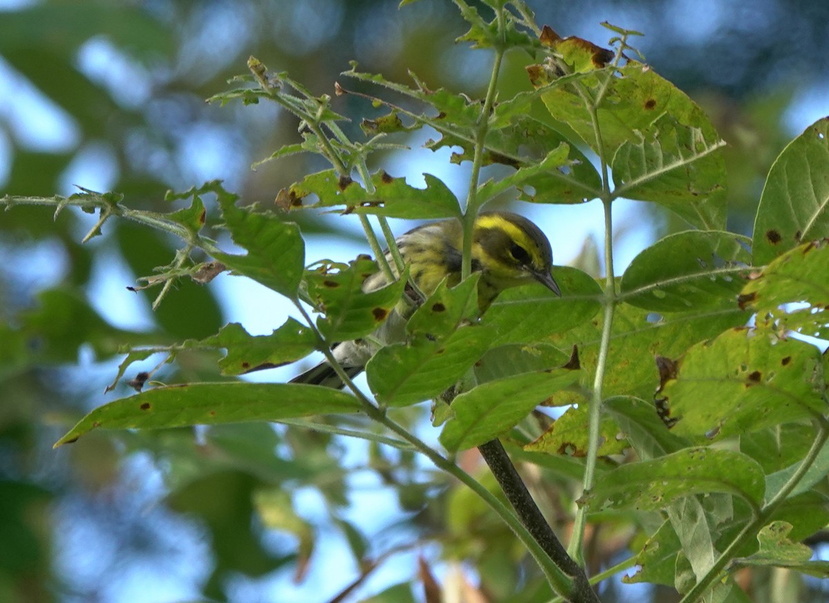 Townsend's Warbler - ML270863171