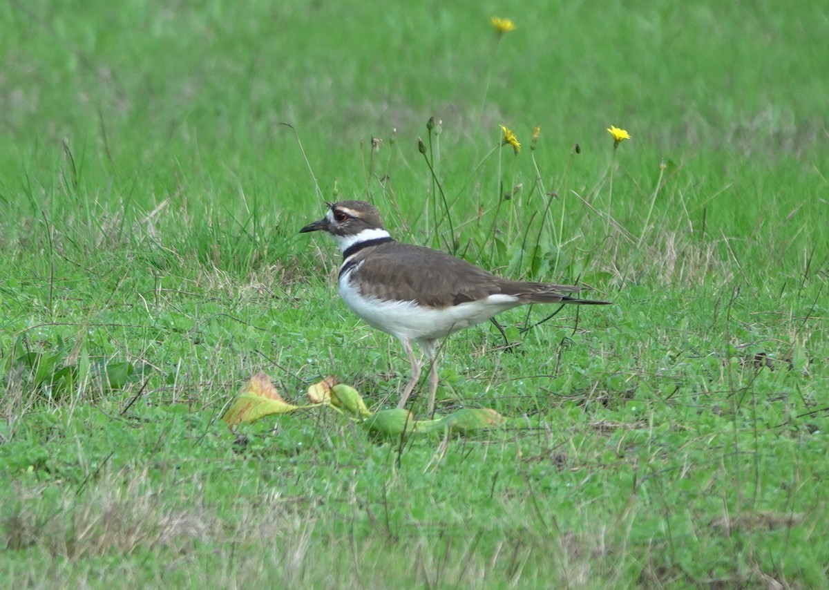 Killdeer - ML270863181