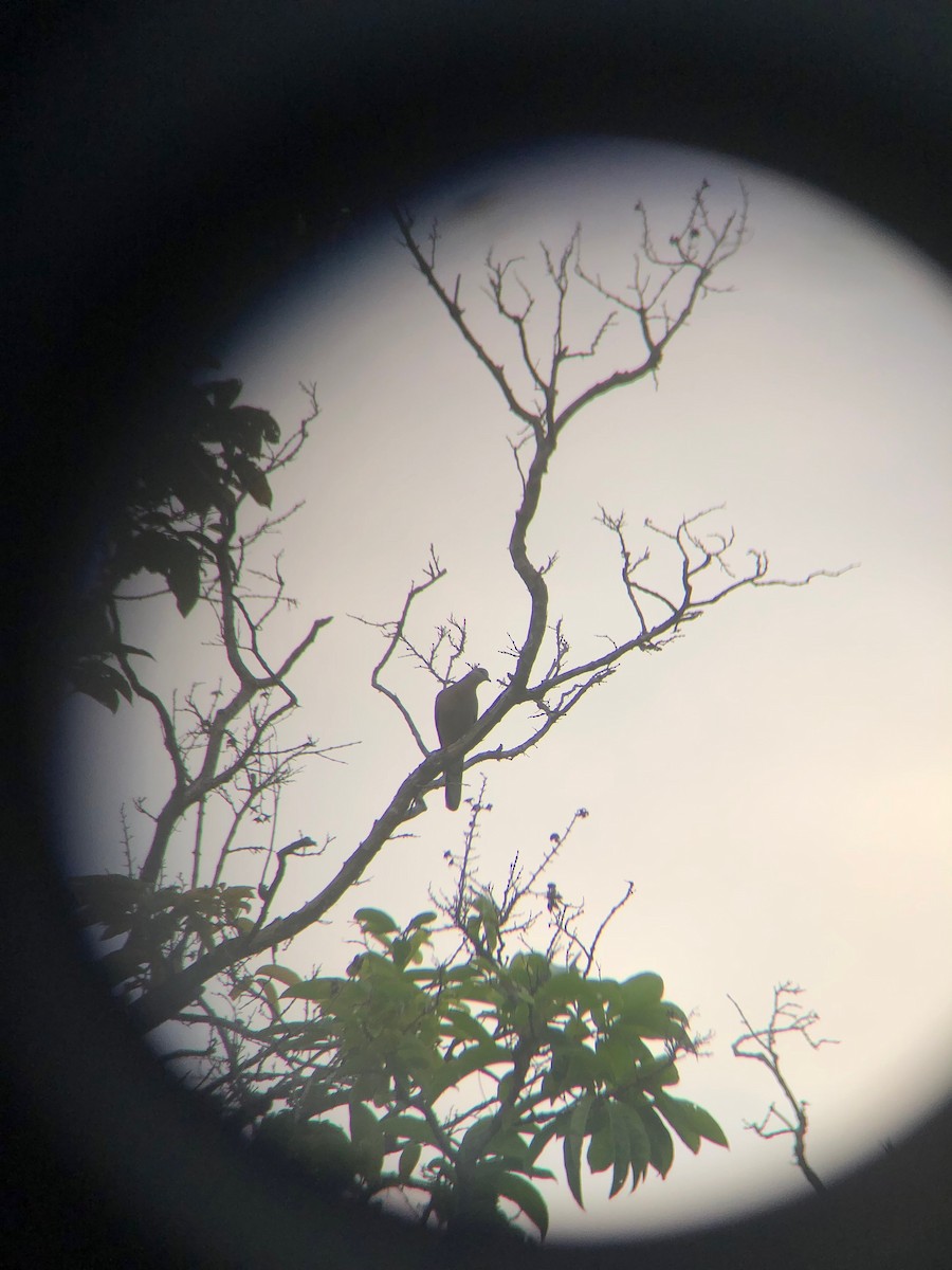 Spotted Dove - ML270863251