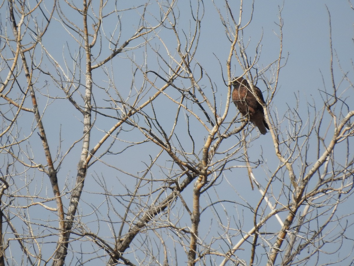 Red-tailed Hawk - ML270863431