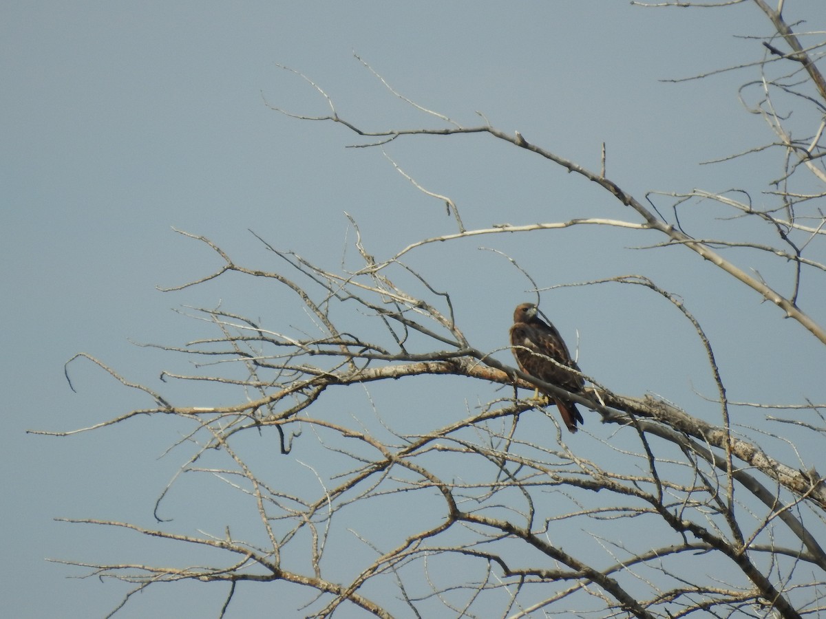 Red-tailed Hawk - ML270863481