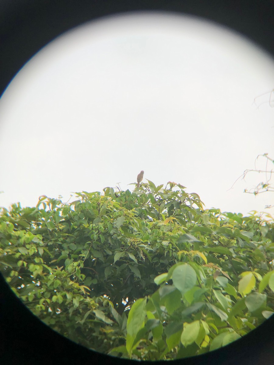 Brown Shrike - ML270863751