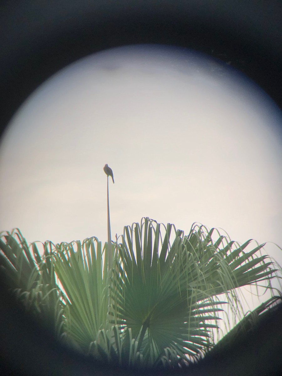 Yellow-vented Bulbul - ML270863871