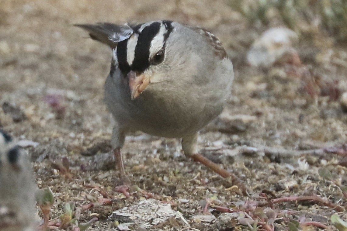 White-crowned Sparrow (oriantha) - ML270868741