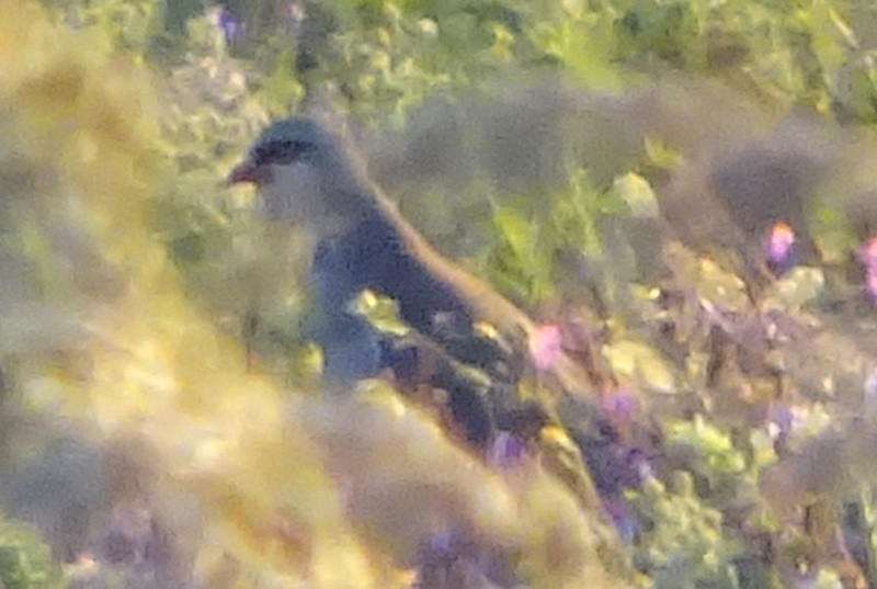 Rock Partridge (Sicilian) - Paolo Matteucci