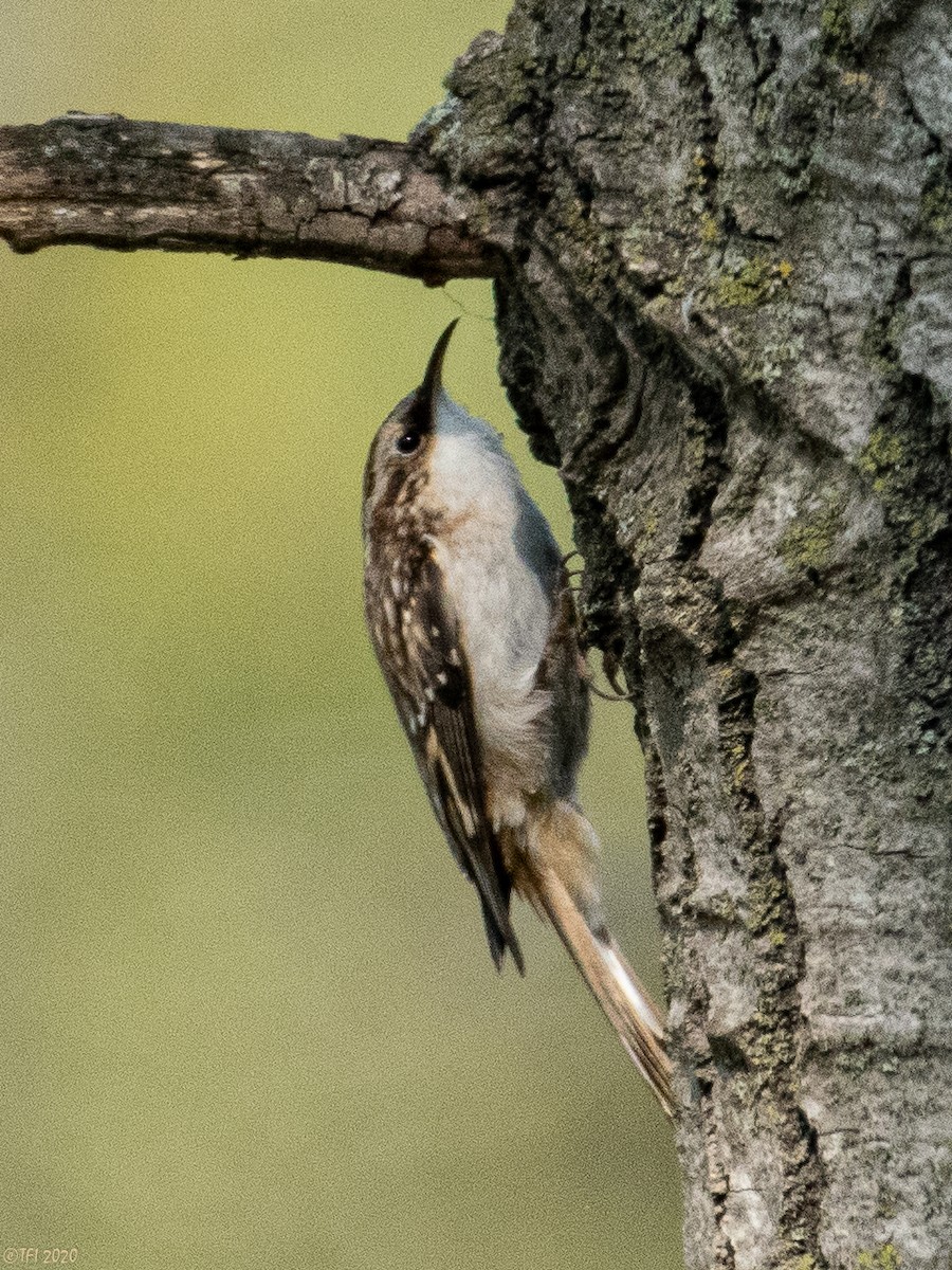 Brown Creeper - ML270873831