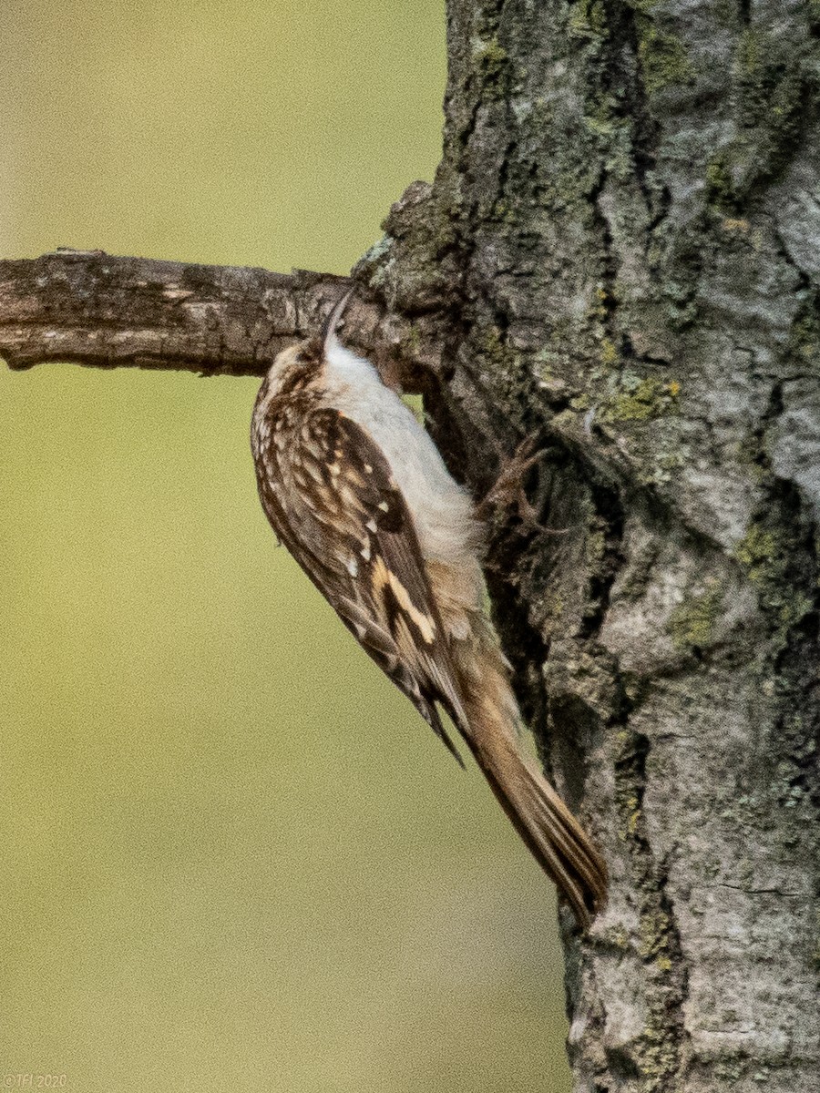 Brown Creeper - ML270873841