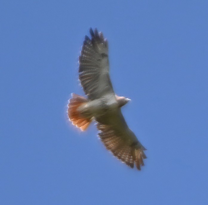 Red-tailed Hawk - ML270874131