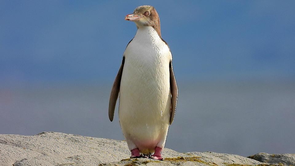 Yellow-eyed Penguin - ML270874871