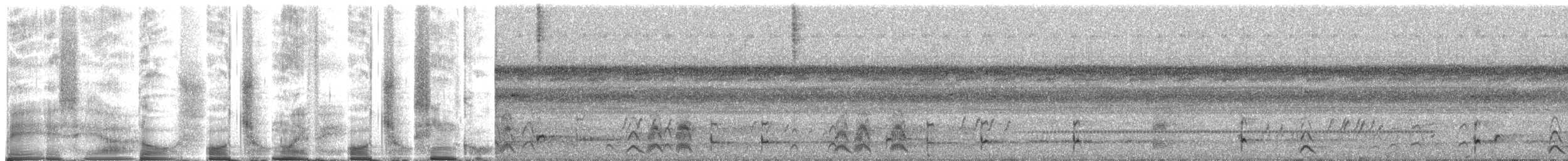 Engoulevent leucopyge - ML270875