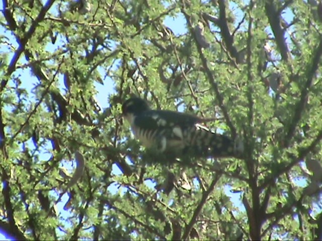 eBird Checklist - 3 May 2007 - Wadi Dhi Sufal - 32 species