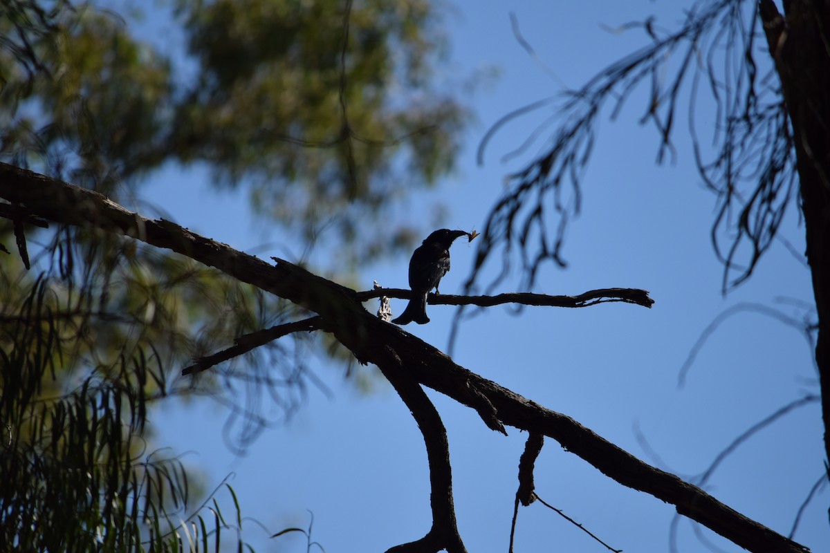 Spangled Drongo - ML27087561