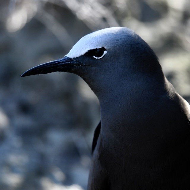 クロアジサシ - ML270875731