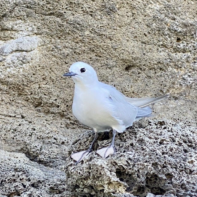 Gray Noddy - ML270875771