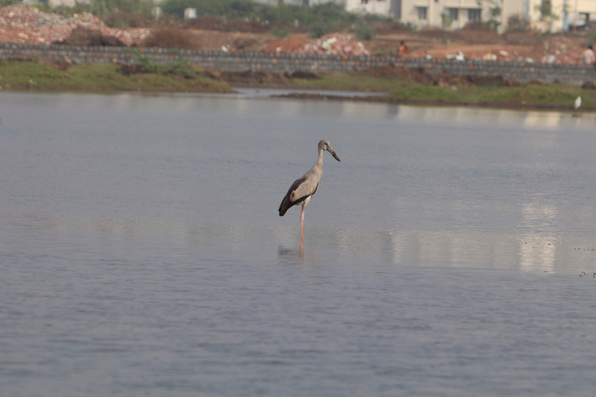 Asian Openbill - ML270876971