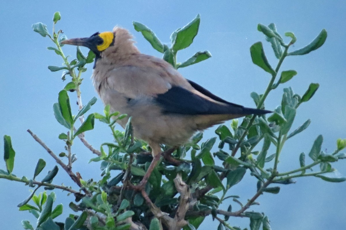 Wattled Starling - Leszek Noga