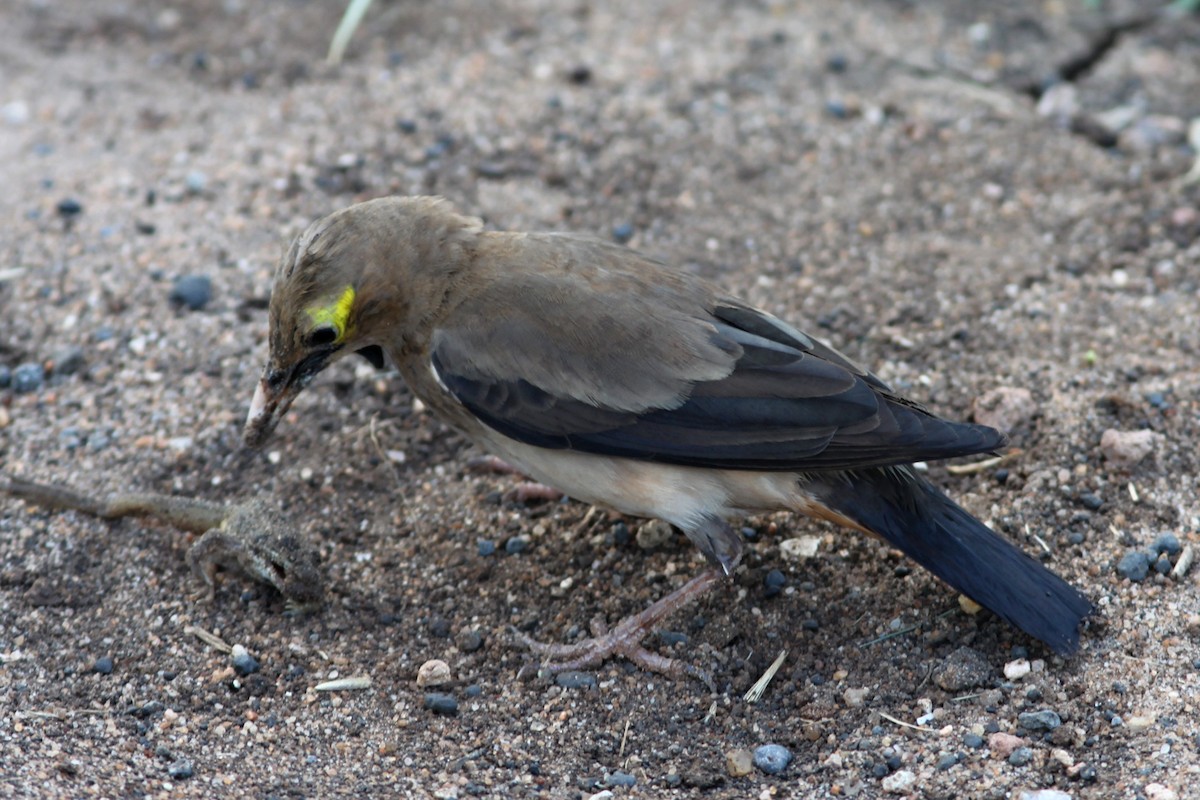 Wattled Starling - ML270878161