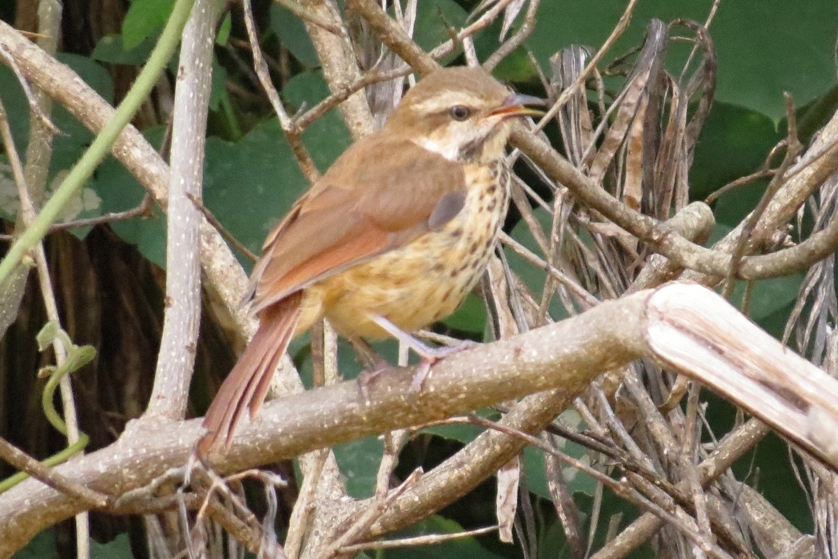 Spotted Morning-Thrush - Leszek Noga