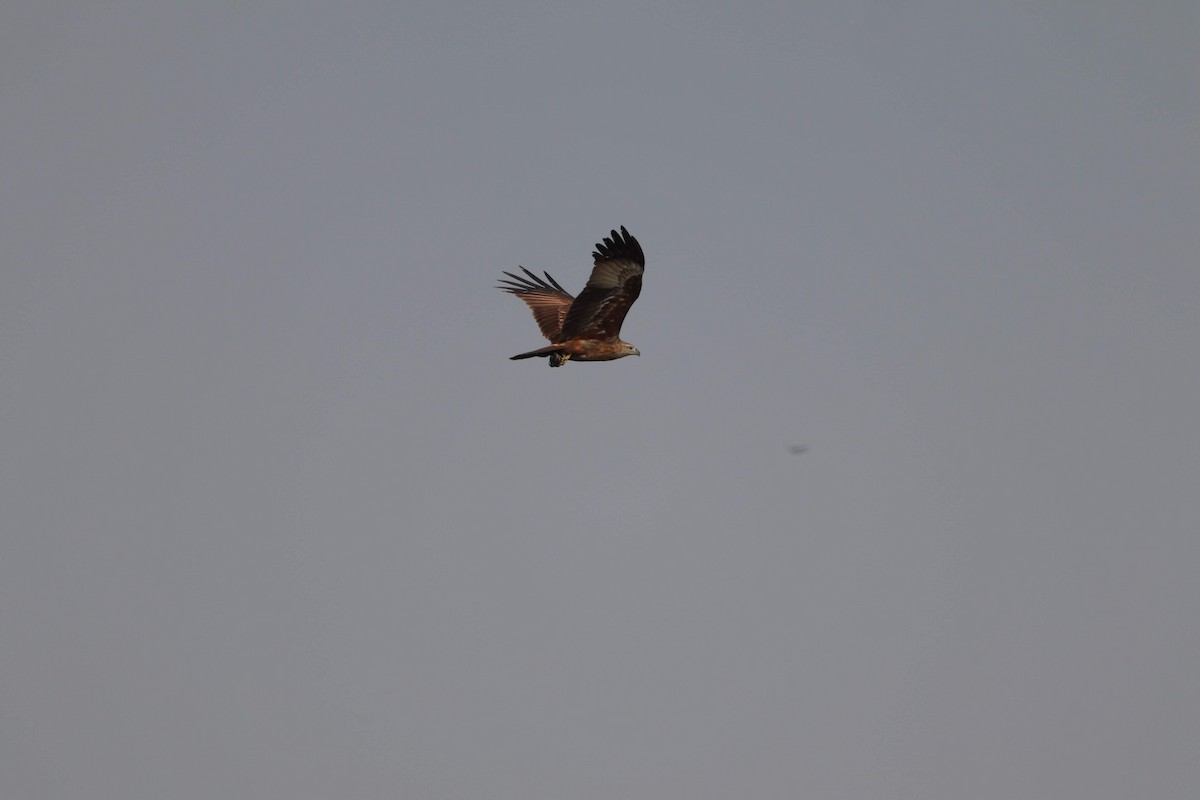 Brahminy Kite - ML270878241