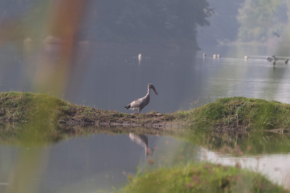 Asian Openbill - ML270878321