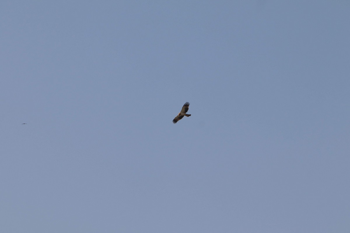 Booted Eagle - ML270880111