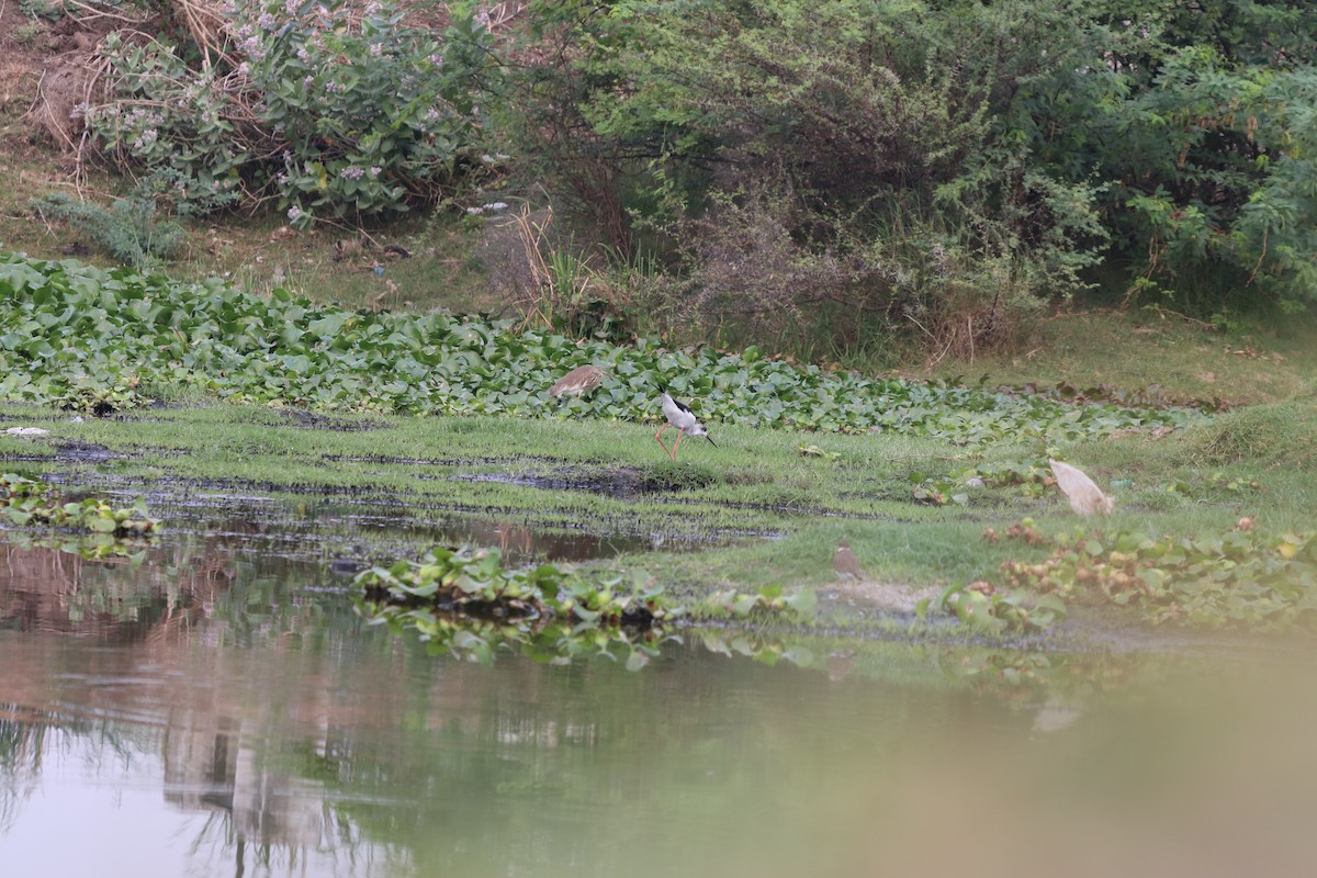 Indian Pond-Heron - ML270881801