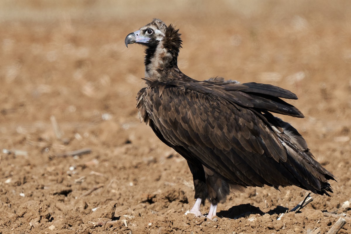 Cinereous Vulture - Miguel Rouco