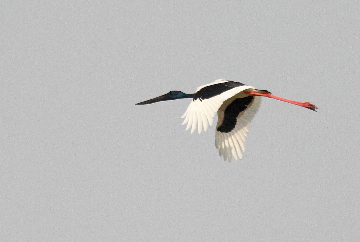 Black-necked Stork - PANKAJ GUPTA