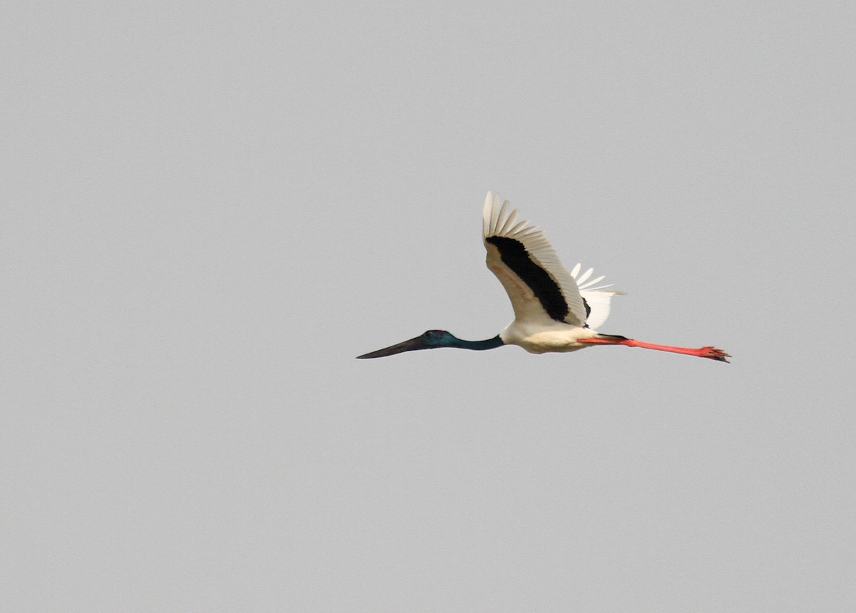 Black-necked Stork - PANKAJ GUPTA