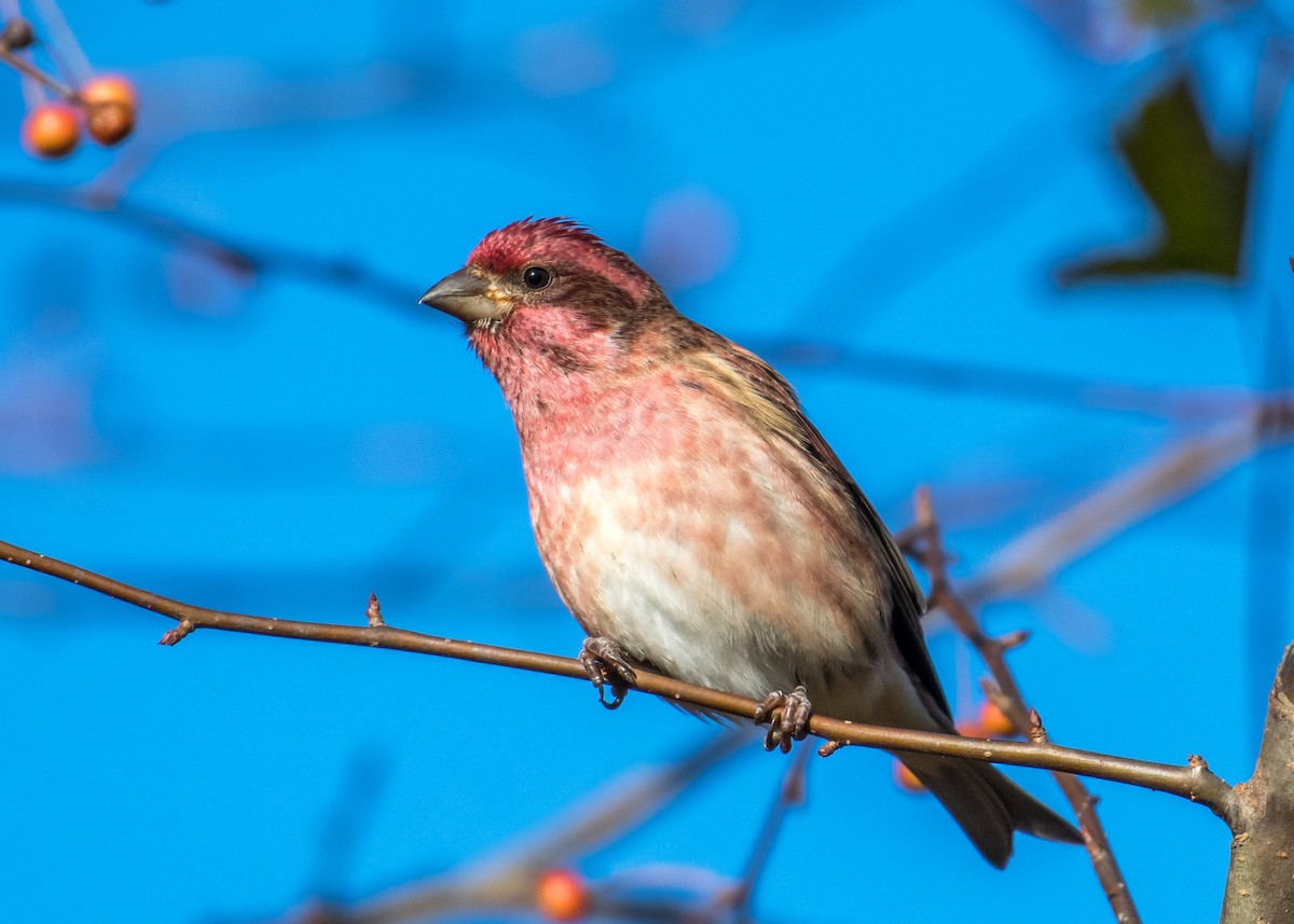 Purple Finch - Harrison Ponn