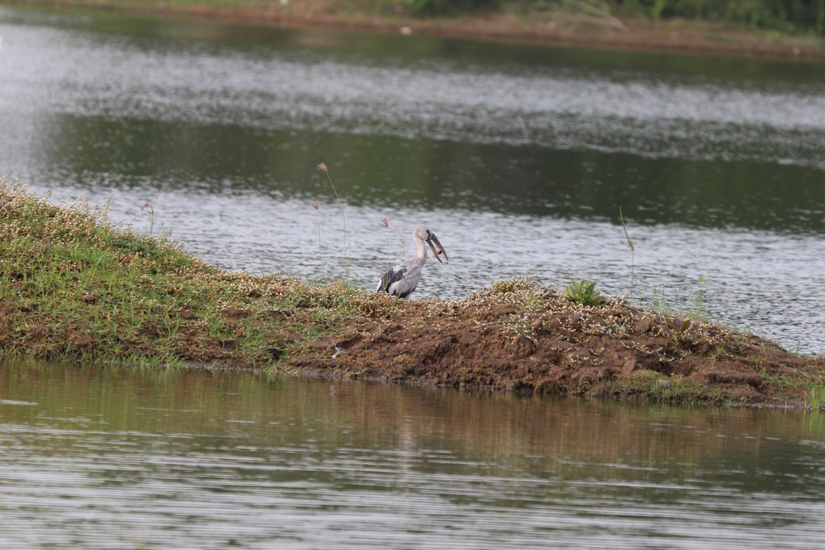 Asian Openbill - ML270885211