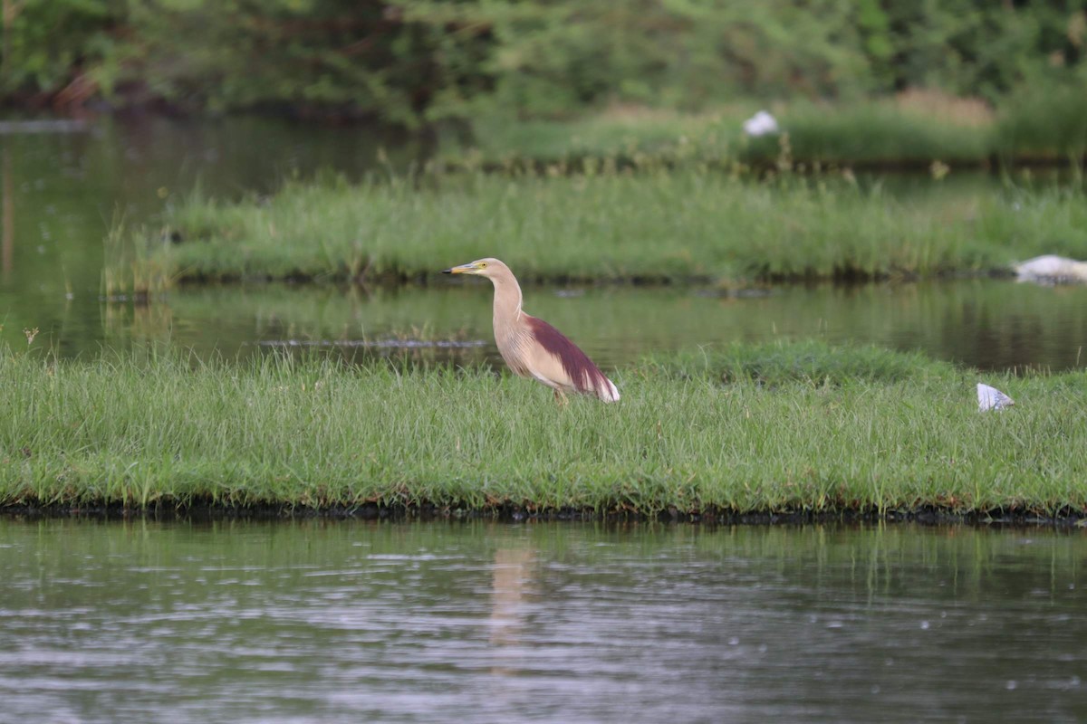 Indian Pond-Heron - ML270885221