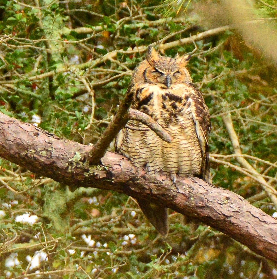 Great Horned Owl - Bill Elrick
