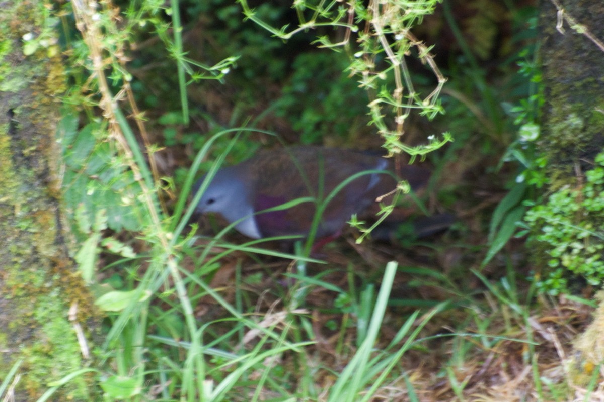 Bronze Ground Dove - Clayton Burne