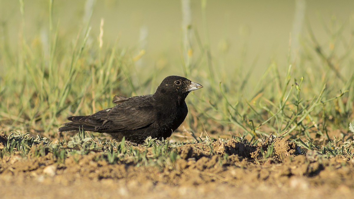 Calandria Negra - ML270886601